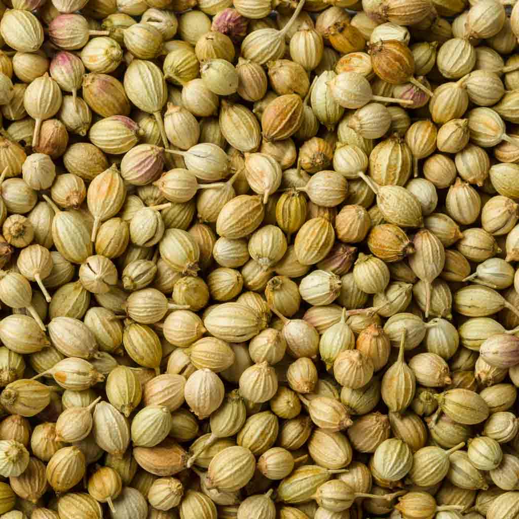 Coriander